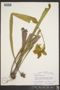 Sarracenia alata image