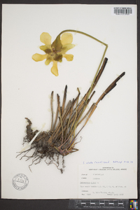 Sarracenia alata image