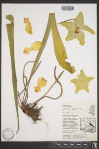 Sarracenia alata image