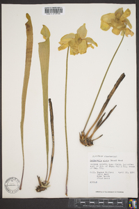 Sarracenia alata image