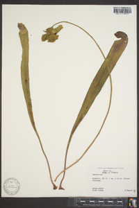 Sarracenia alata image