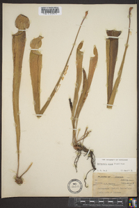 Sarracenia alata image