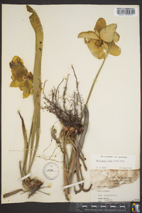 Sarracenia alata image