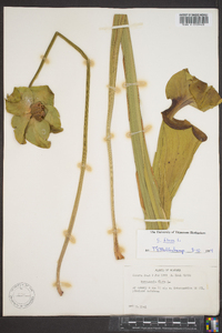 Sarracenia flava image