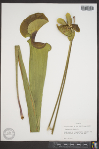 Sarracenia flava image