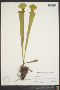 Sarracenia flava image