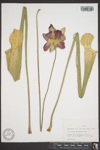 Sarracenia leucophylla image