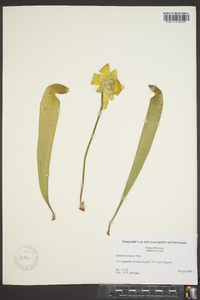 Sarracenia minor image