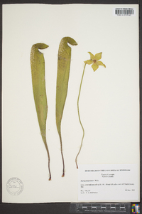 Sarracenia minor image