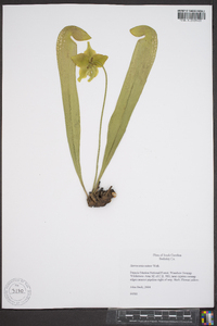 Sarracenia minor image