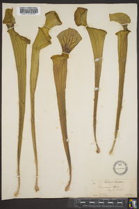 Sarracenia flava image