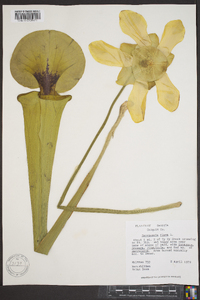 Sarracenia flava image