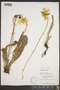 Sarracenia minor image