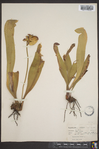 Sarracenia minor image