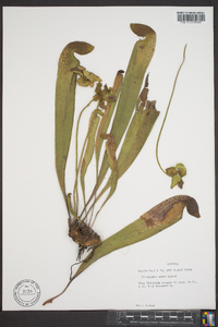 Sarracenia minor image