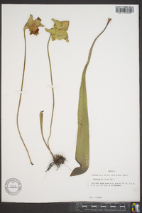 Sarracenia minor image