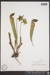 Sarracenia minor image