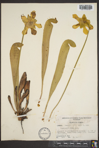 Sarracenia minor image