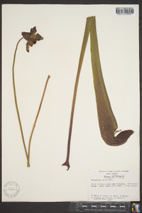 Sarracenia minor image