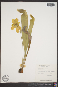 Sarracenia minor image