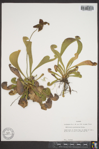 Sarracenia psittacina image