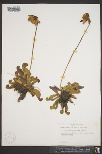 Sarracenia psittacina image