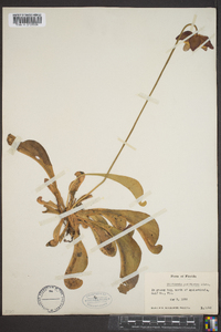 Sarracenia psittacina image