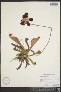 Sarracenia psittacina image