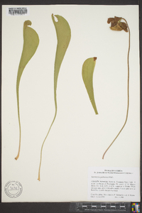 Sarracenia psittacina image