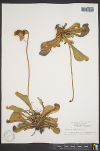 Sarracenia psittacina image