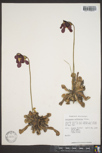 Sarracenia psittacina image