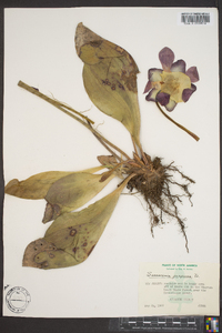 Sarracenia purpurea image