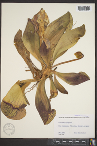 Sarracenia purpurea image