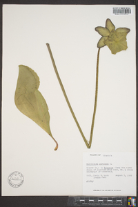 Sarracenia purpurea image