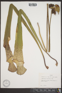 Sarracenia leucophylla image