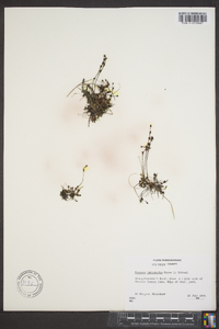 Drosera intermedia image