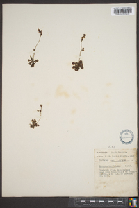 Drosera brevifolia image