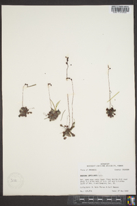 Drosera capillaris image