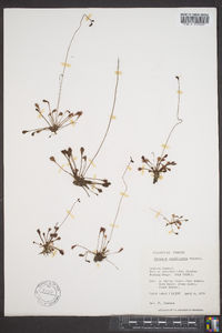 Drosera capillaris image