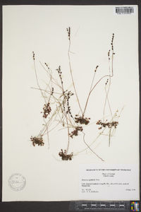 Drosera capillaris image