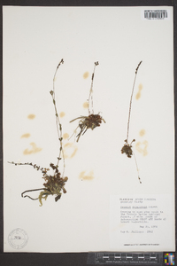 Drosera capillaris image