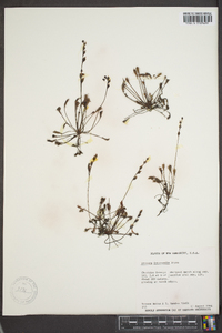 Drosera intermedia image