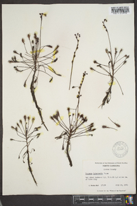 Drosera intermedia image