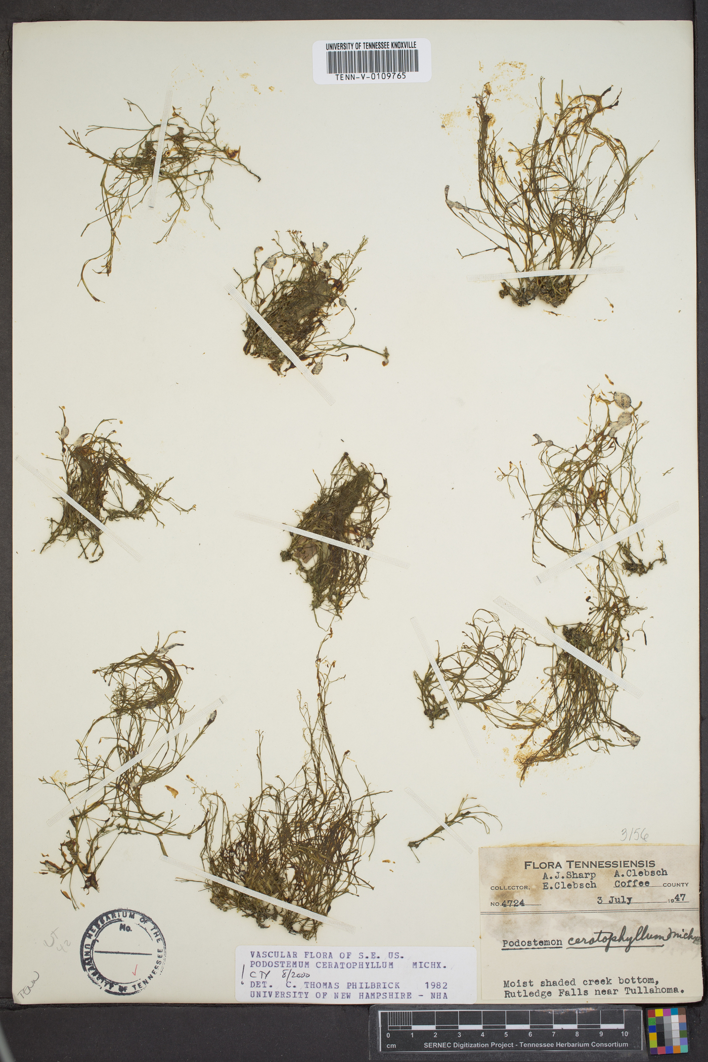 Podostemum ceratophyllum image