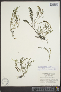 Podostemum ceratophyllum image