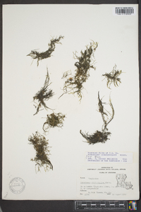 Podostemum ceratophyllum image