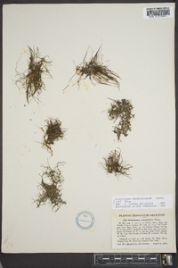 Podostemum ceratophyllum image