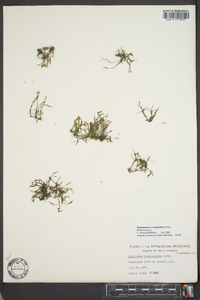 Podostemum ceratophyllum image