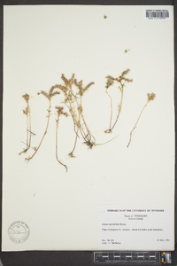 Sedum pulchellum image