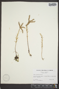Sedum pulchellum image